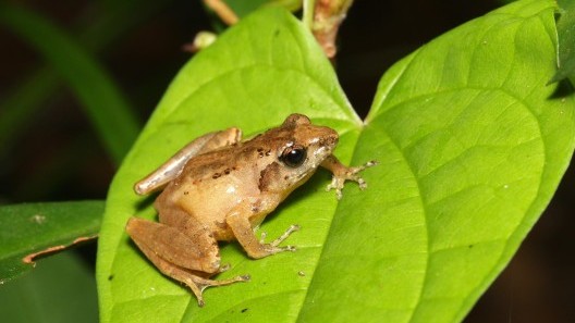 保护卢文氏树蛙：评估大屿山的种群状况及新威胁的影响